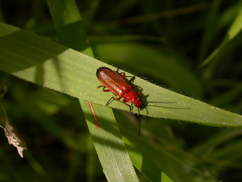 Rhagonycha fulva
