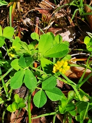 Trifolium dubium