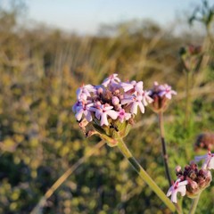 Junellia crithmifolia