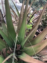Aloe lutescens
