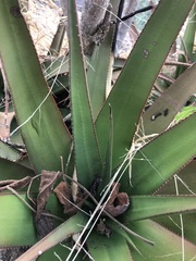 Aloe lutescens