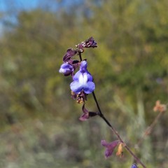 Salvia cuspidata