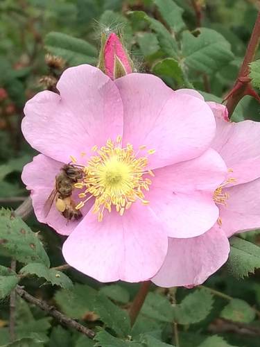 iNaturalist observation photo of Western Honey Bee