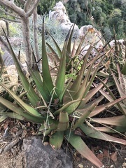 Aloe lutescens