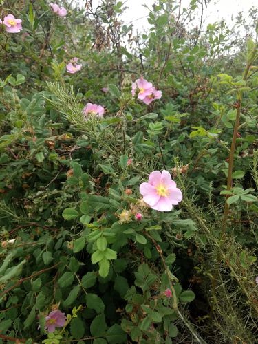 iNaturalist observation photo of California Wild Rose