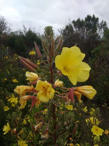 iNaturalist observation photo of tall evening primrose