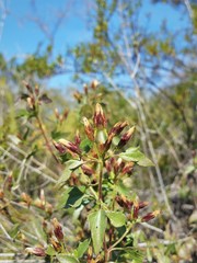 Austrobrickellia patens