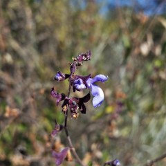 Salvia cuspidata