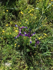 Iris reichenbachiana
