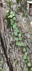 Lemmaphyllum microphyllum