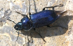 Platycerus caprea