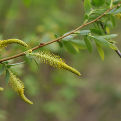 Salix triandra