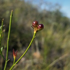 Menodora decemfida