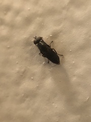 Scenopinus fenestralis