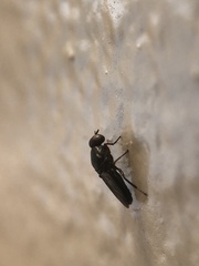 Scenopinus fenestralis