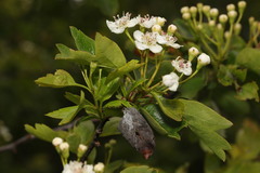 Monilinia johnsonii