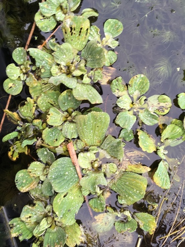 Pistia image