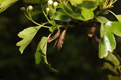 Monilinia johnsonii