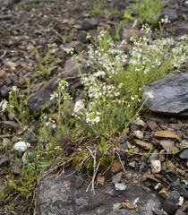 Arabidopsis halleri