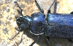 Platycerus caprea