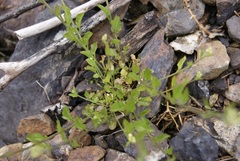 Arabidopsis halleri