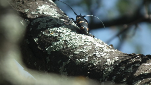 Photo of Orangeye Longhorn Beetle (Zographus oculator)