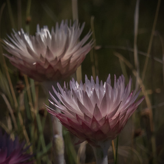 Helichrysum ecklonis