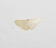 Pleuroprucha