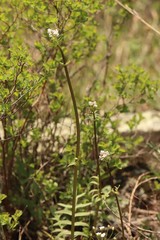 Valeriana dubia