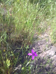 Campanula matritensis