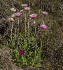 Helichrysum ecklonis