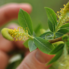 Salix triandra