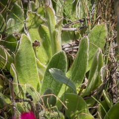 Helichrysum ecklonis