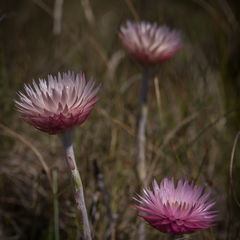 Helichrysum ecklonis