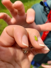 Polydrusus impressifrons