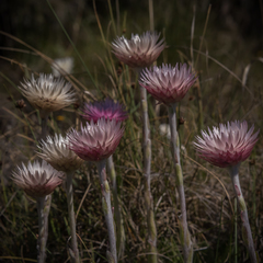 Helichrysum ecklonis