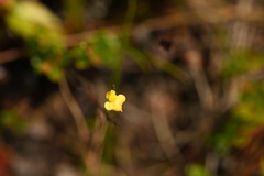 Utricularia subulata