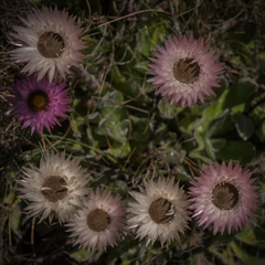 Helichrysum ecklonis