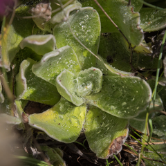 Helichrysum ecklonis