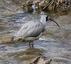 Ibidorhyncha struthersii