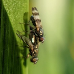 Chaetopsis fulvifrons