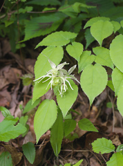 Epimedium koreanum