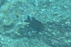 Plectroglyphidodon obreptus