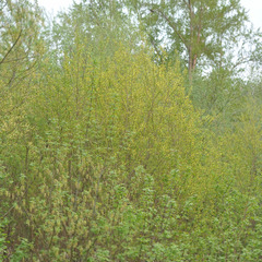 Salix triandra