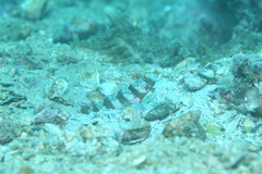 Amblyeleotris periophthalmus