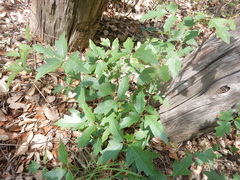 Toxicodendron radicans verrucosum