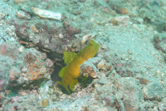 Cryptocentrus sericus