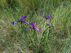 Iris reichenbachiana