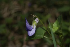 Viola × bavarica