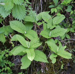 Chloranthus serratus
